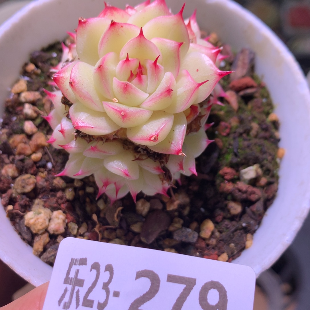 乐然23-279 海王群 