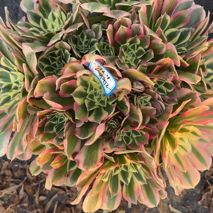粉水晶多肉不包损
