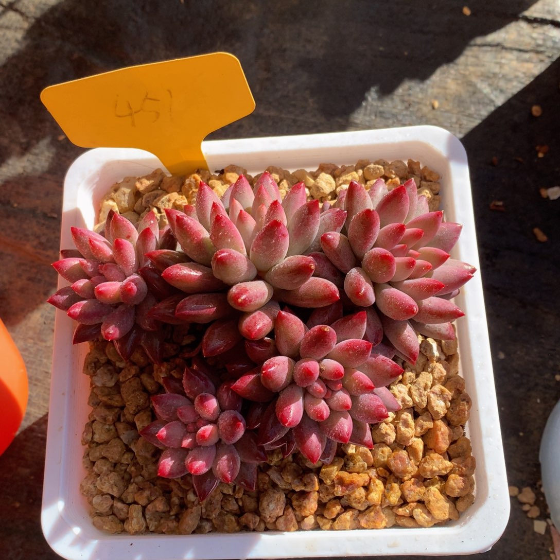 车厘子7272727272782