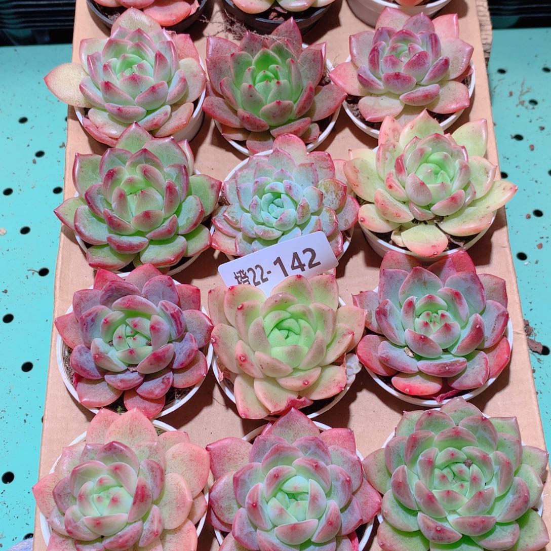 22-142一物一拍多肉带盆18颗