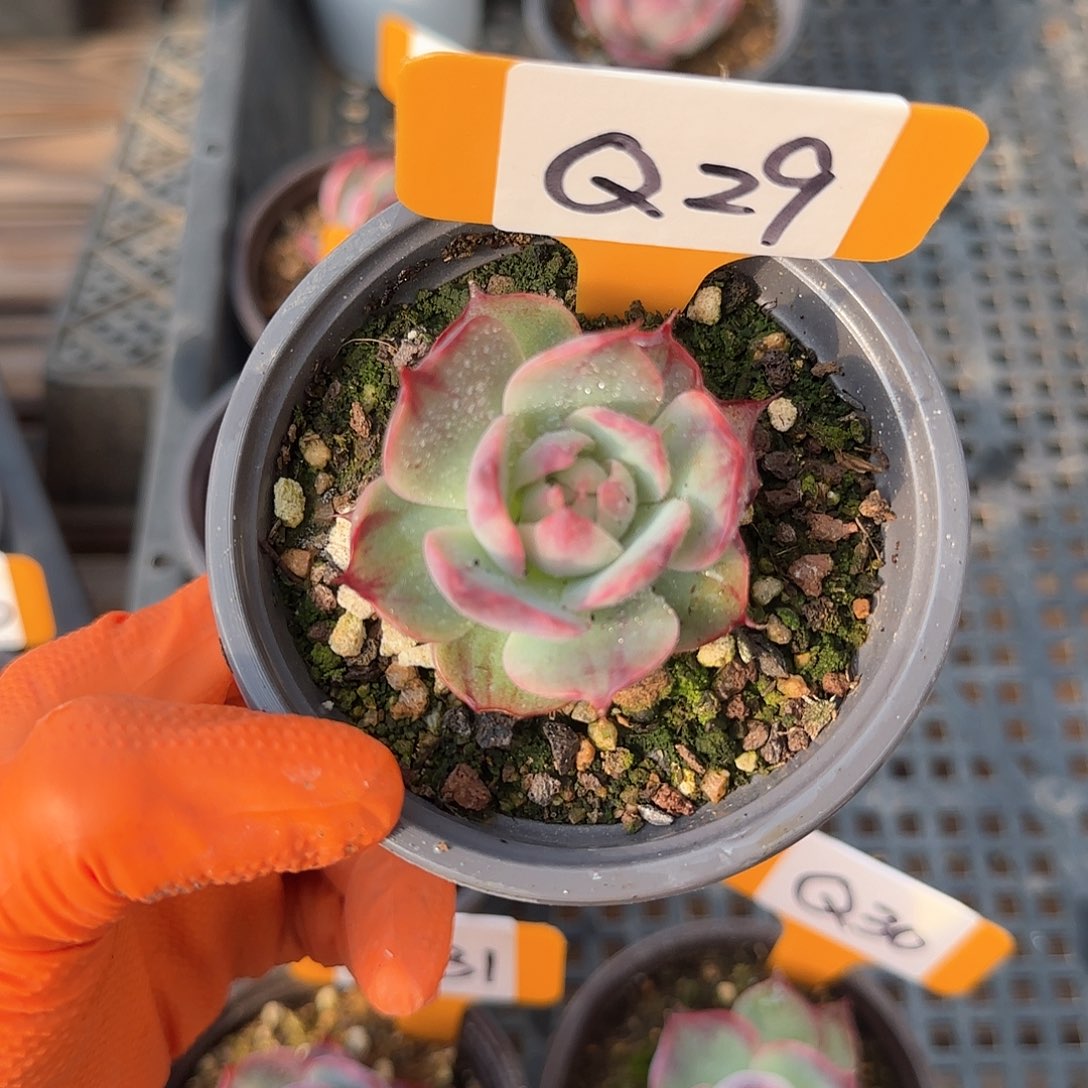 南***意Q29惊鸿单头多肉