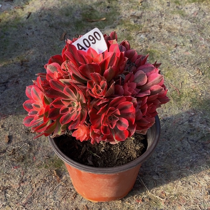 女巫多肉植物090