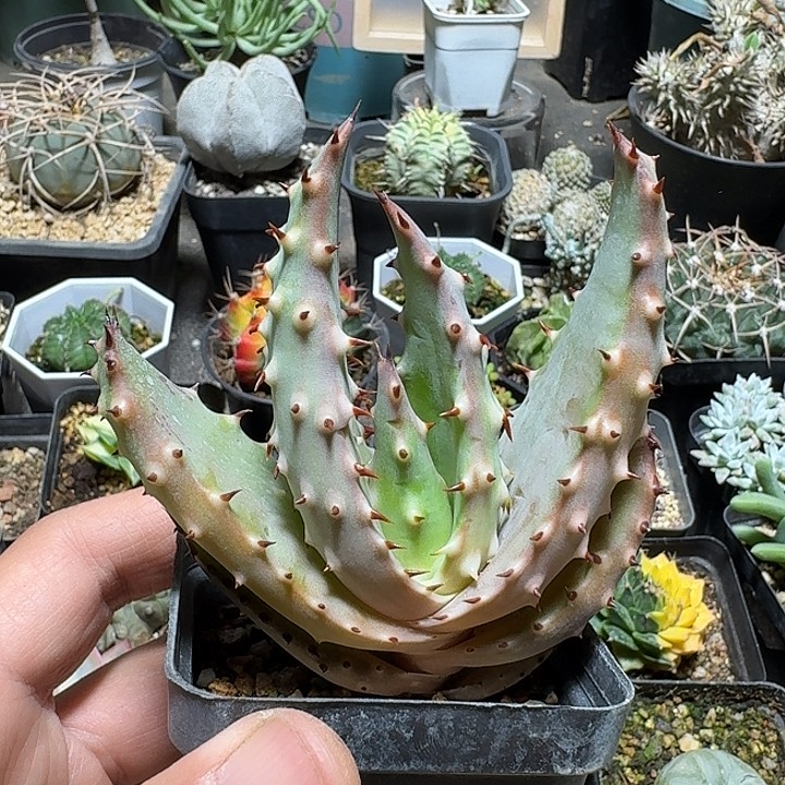 416强刺王刺锦芦荟脱土发货