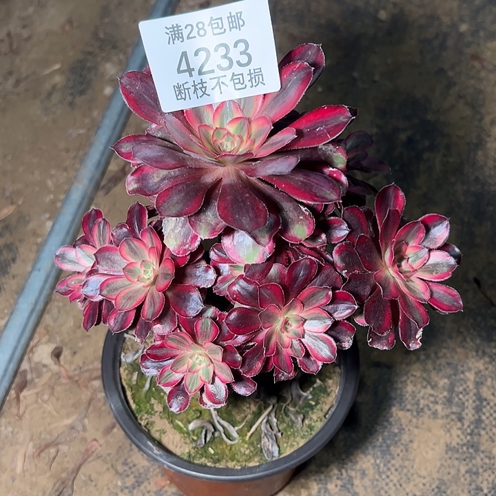 4233香奈儿多肉植物