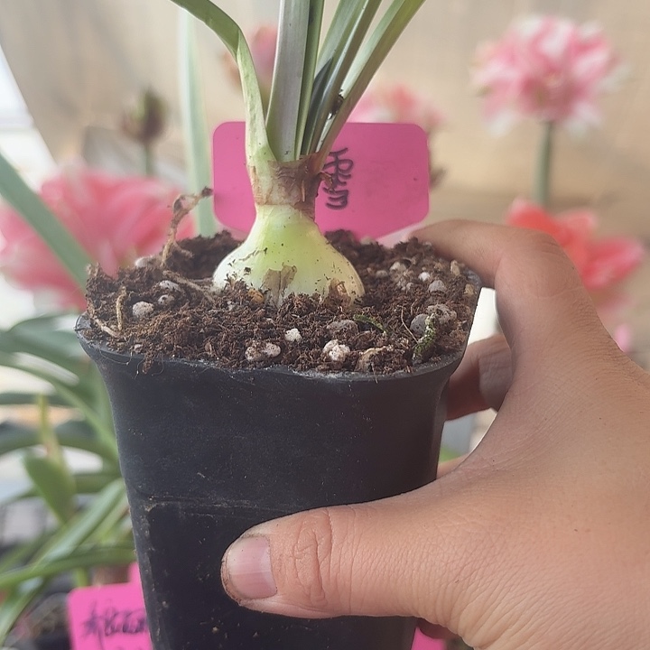 无花朵踏雪朱顶红直径3.5