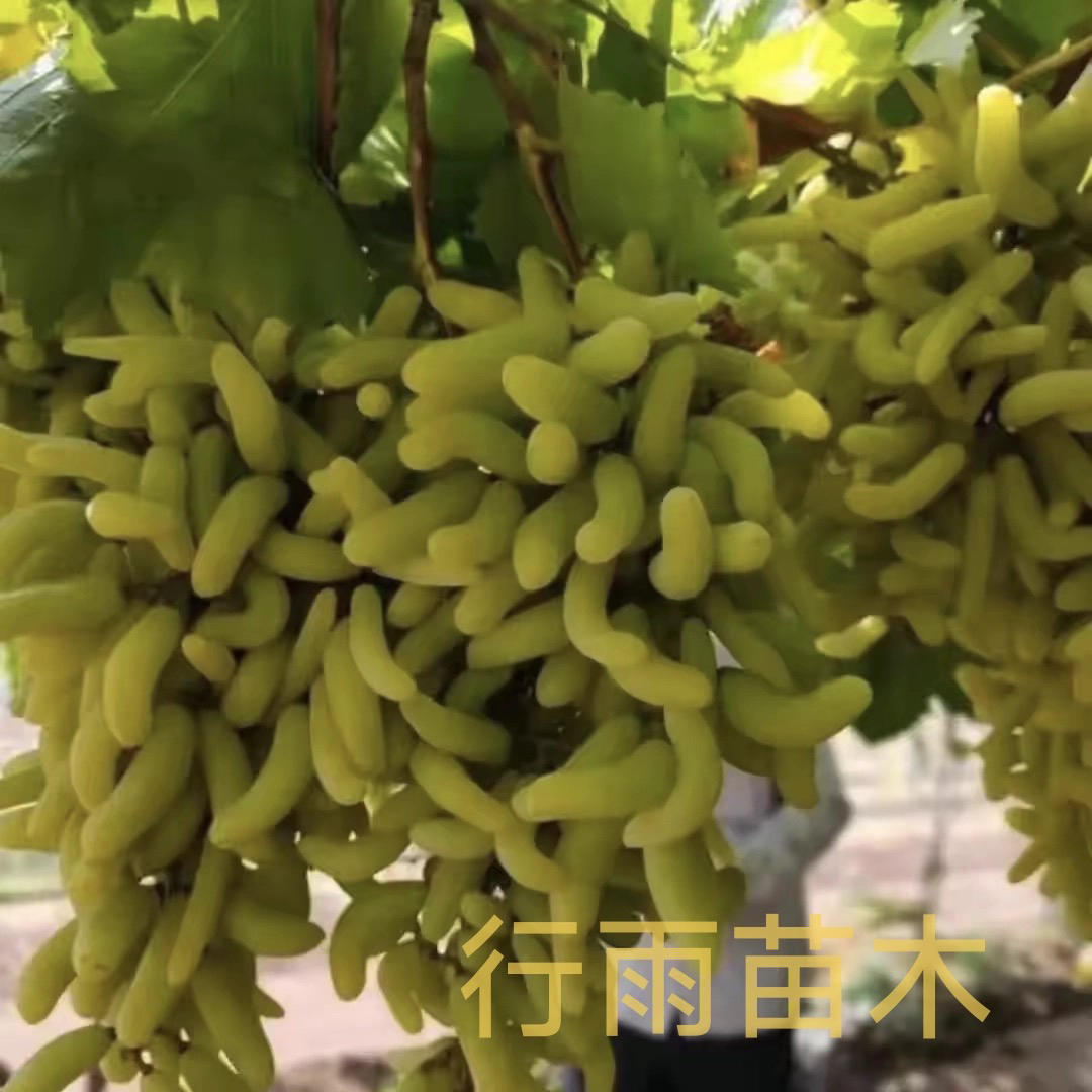 行雨苗木-美杜莎毛毛虫