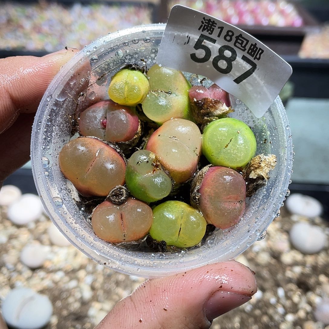 当天凑满十八元包邮生石花