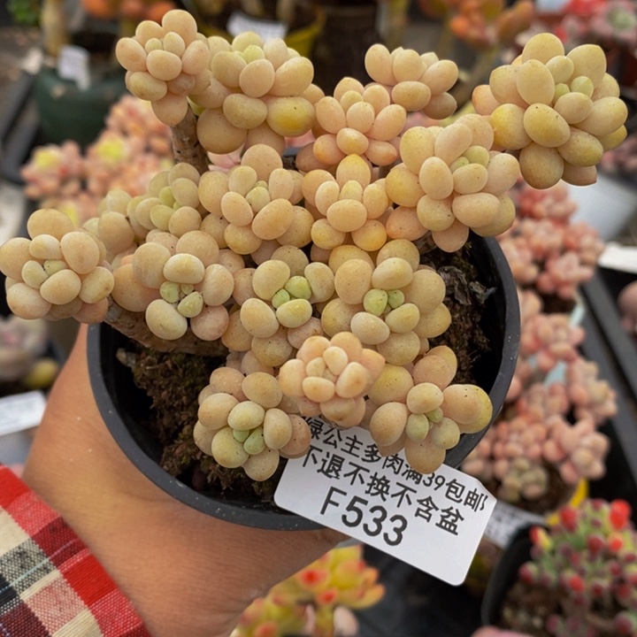 圆叶花朵鱼子酱8cm533多肉植物