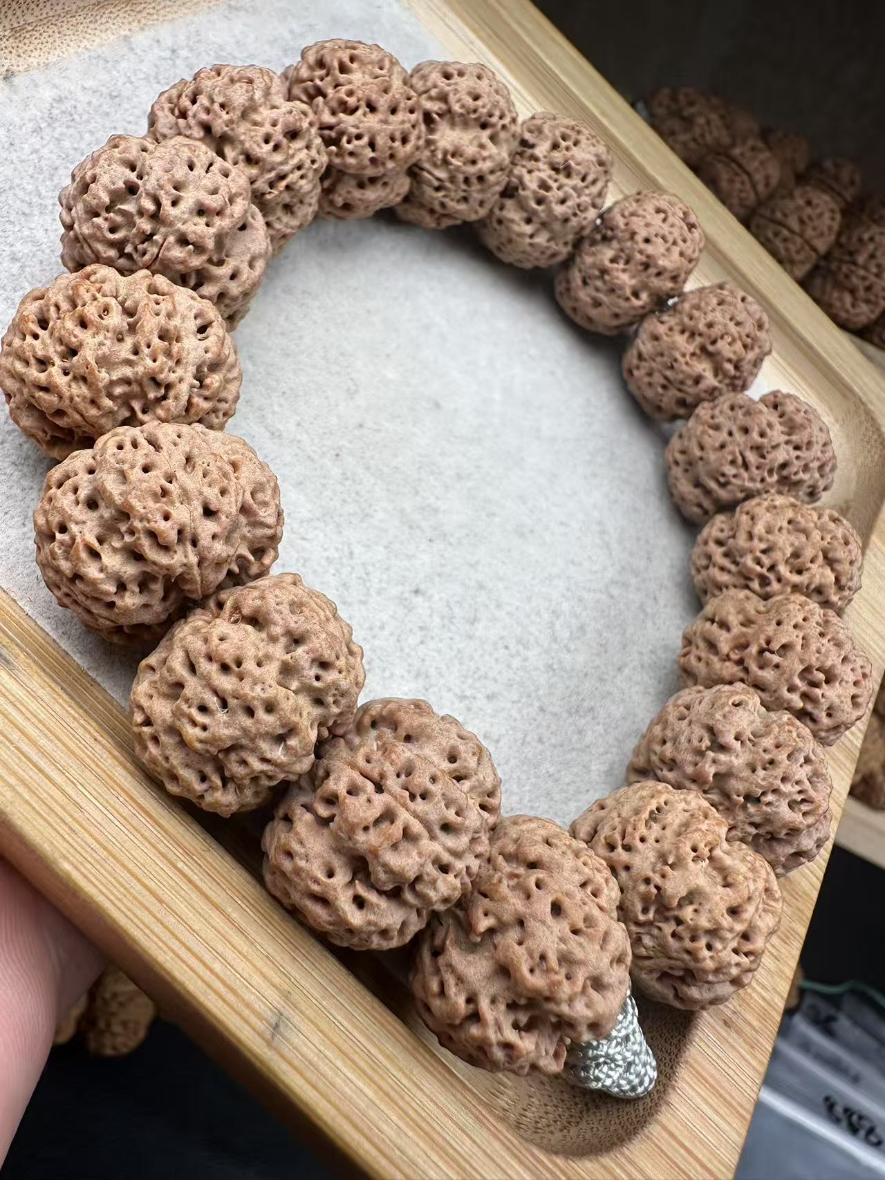 尼泊尔超矮桩老树籽（龙王）