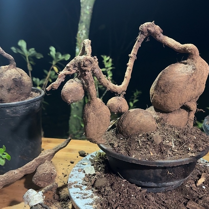 云南特色植物五翅莓