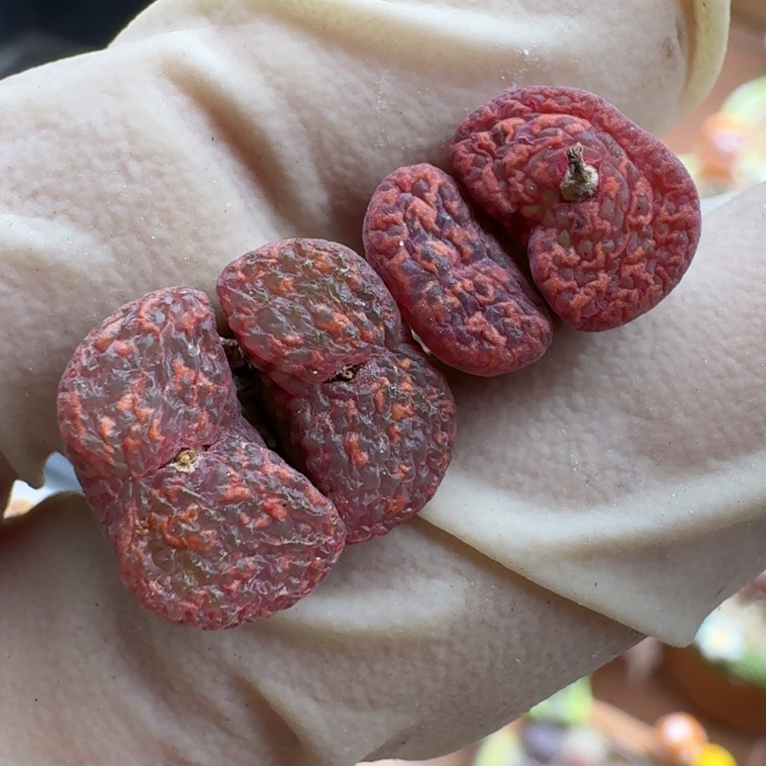 菠***~1230-050猴脸红勋