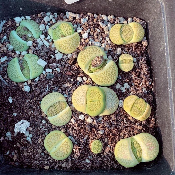 我是一只小小鸟地域鬼的721