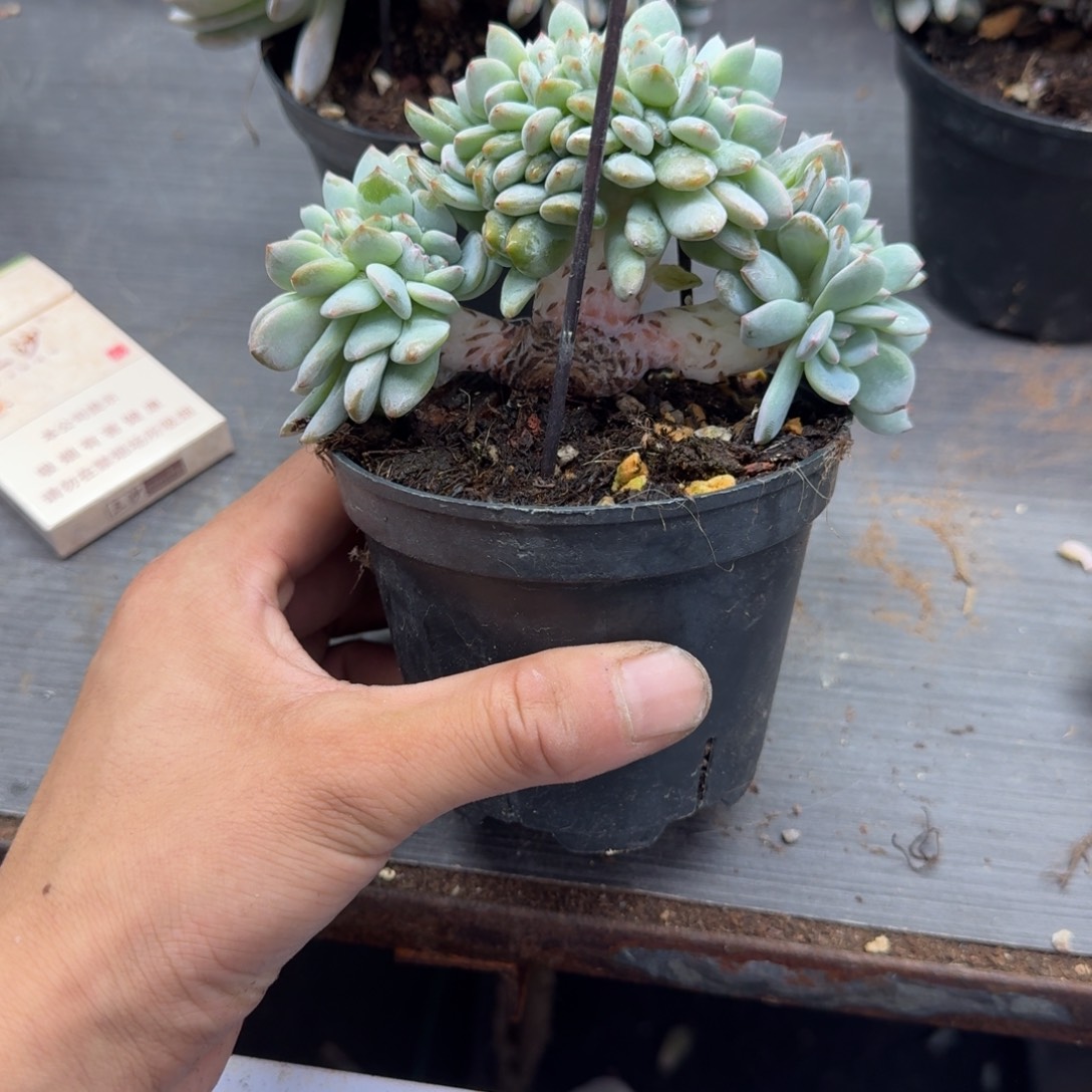 星影树缀无砍多肉