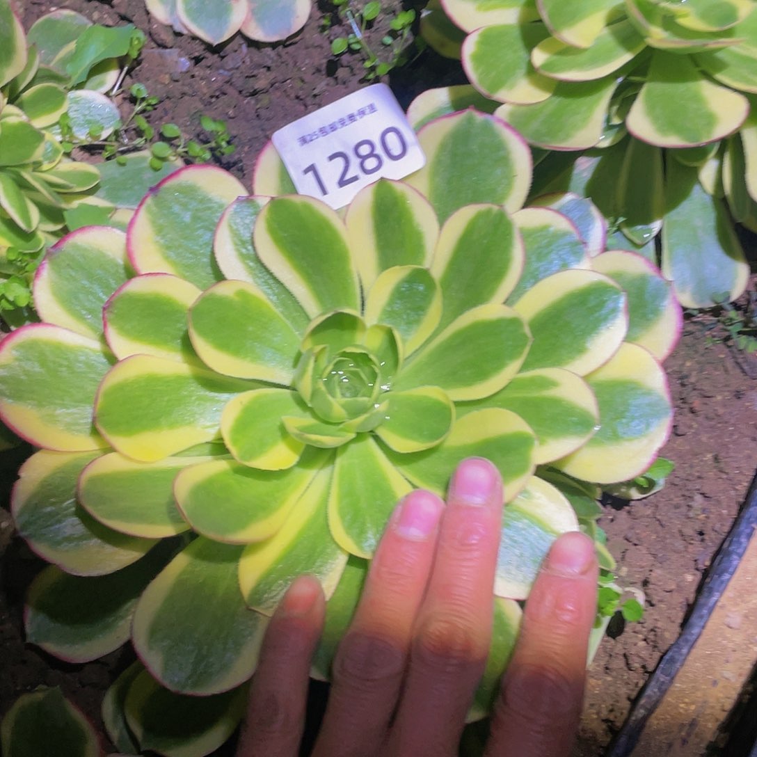 1280万圣节奶白多肉植物