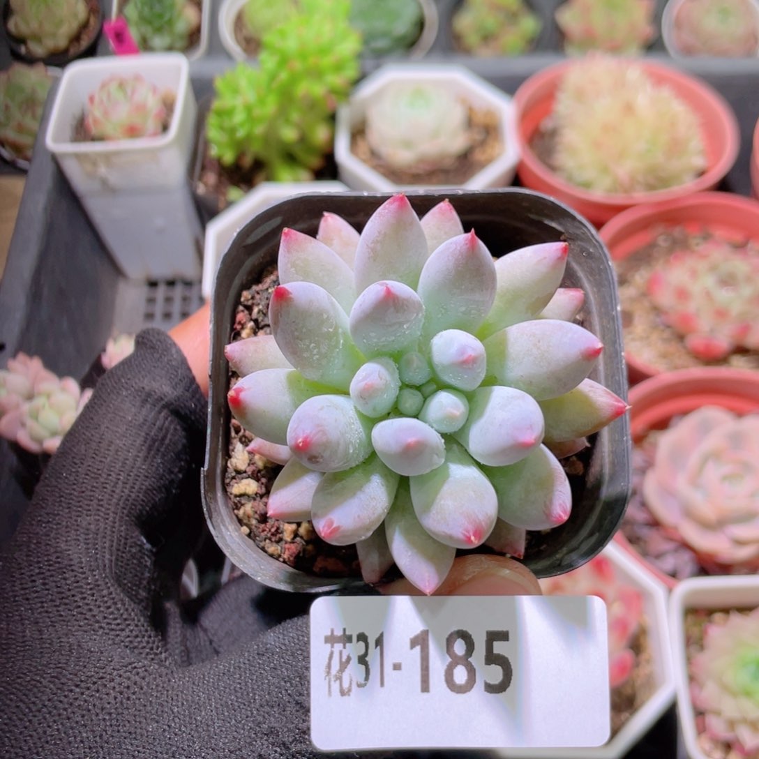 花利美31-185奶瓶
