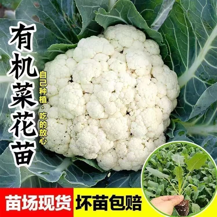 青梗松花菜苗有机白花菜苗秋冬耐寒庭院阳台种植蔬菜苗