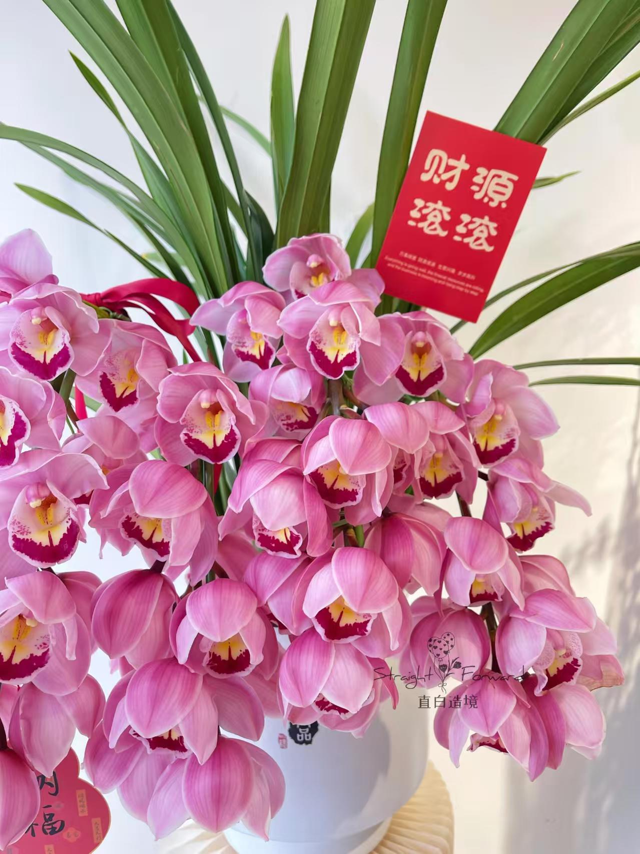 【福娘】大花蕙兰年宵花阳台客厅好养