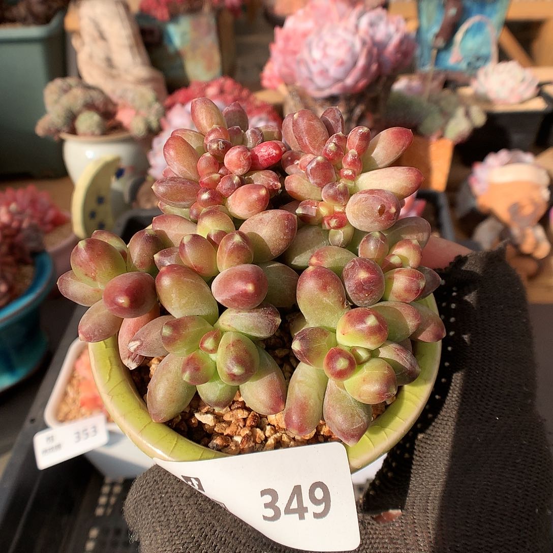 349千带田多肉植物63666