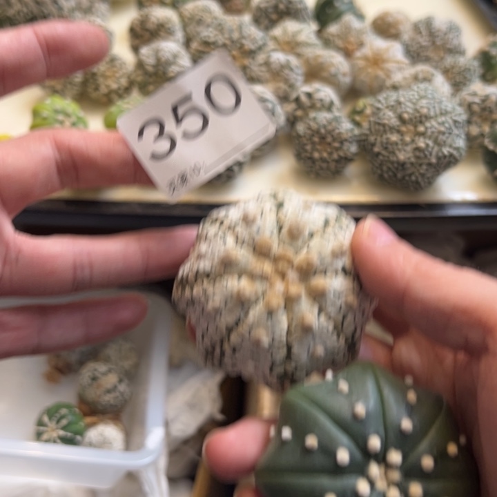 k***g兜星球仙人球350号球