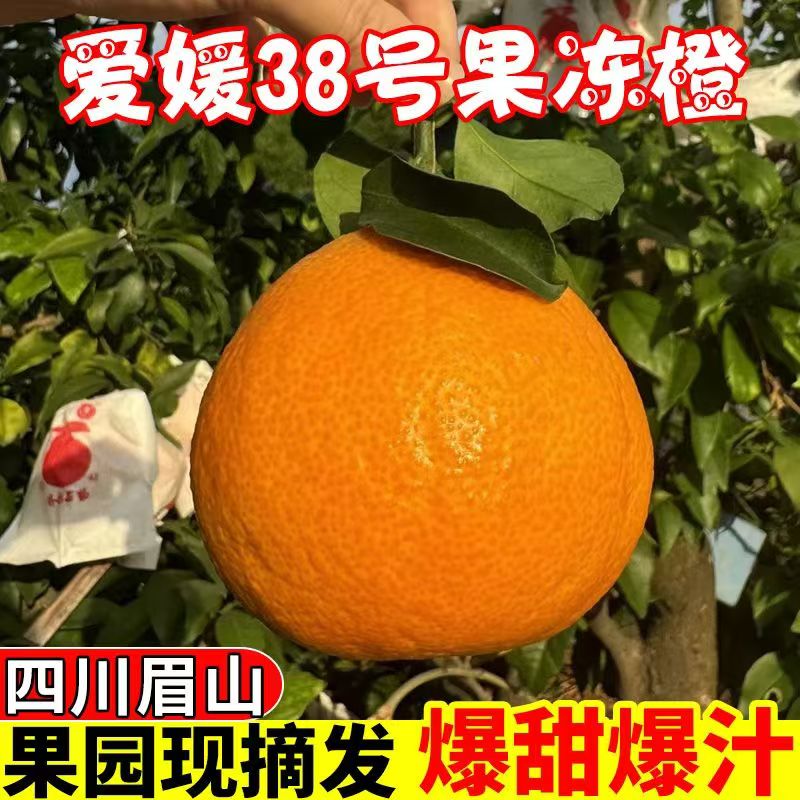 正宗四川眉山爱媛果冻橙38号新鲜采摘水果坏果包赔i