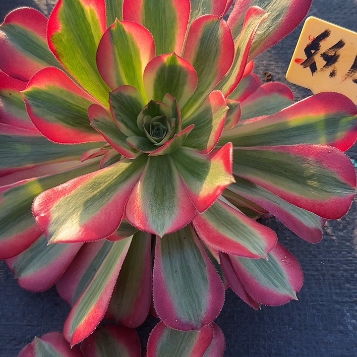 多肉法师锦好好看