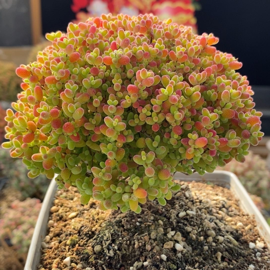 蜜橘糖球6189枝干番杏