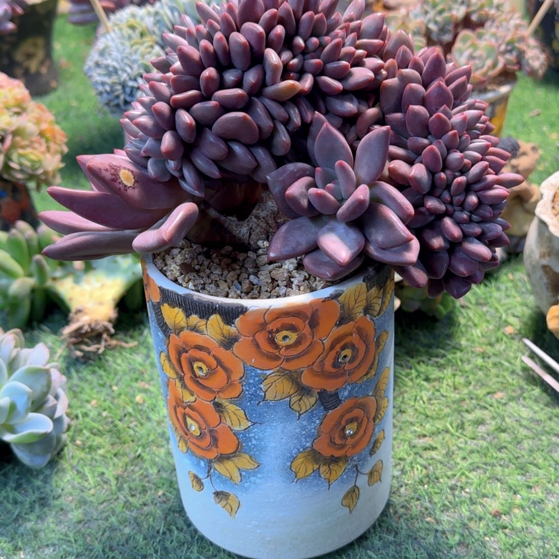 桃花源鸡腿桩缀化