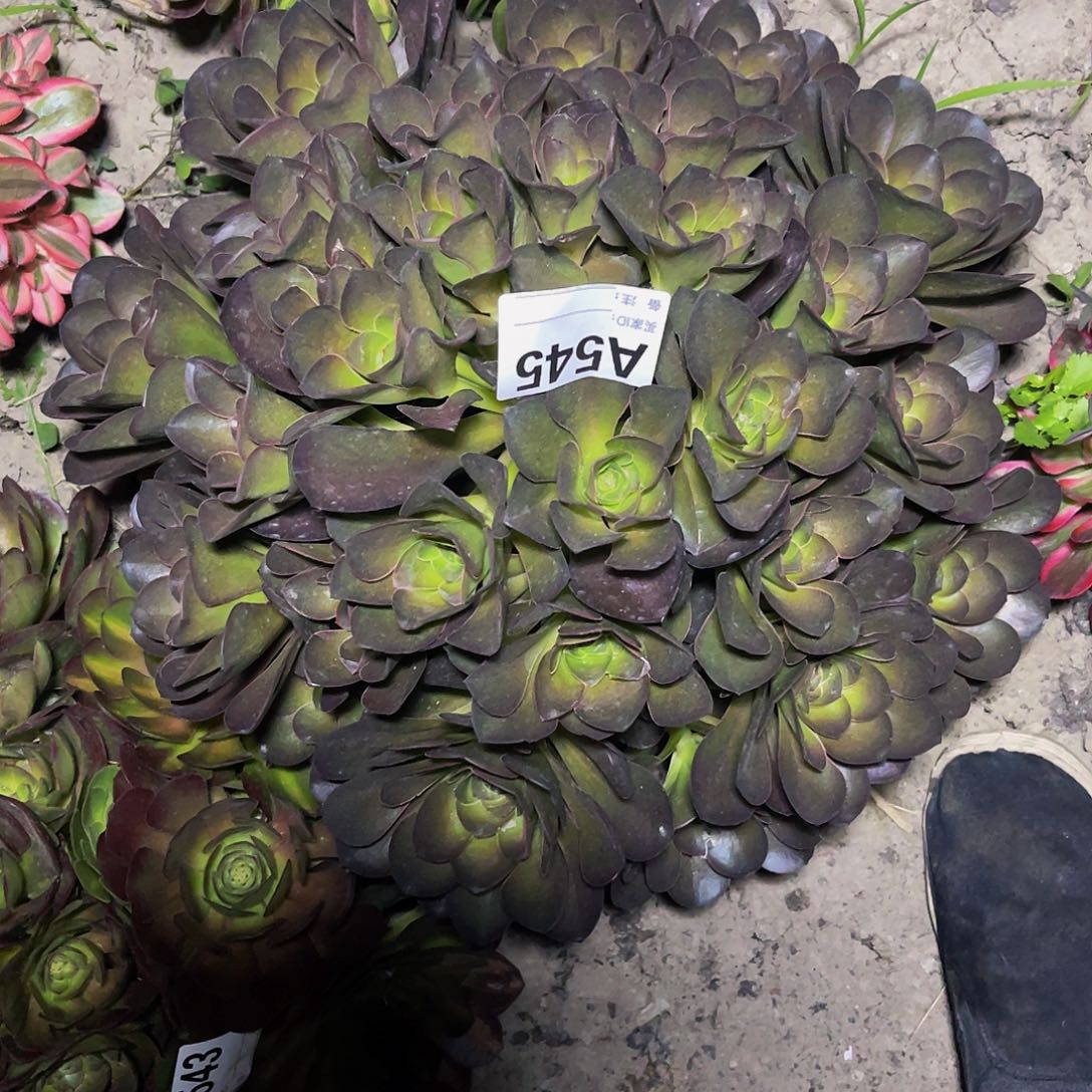 魅金法师32-0包邮