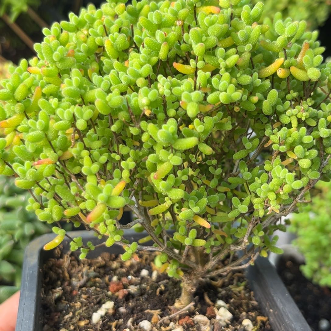 203蜜桔绿菜。         