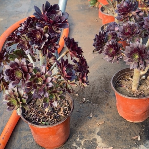 黑豆5多肉植物法师