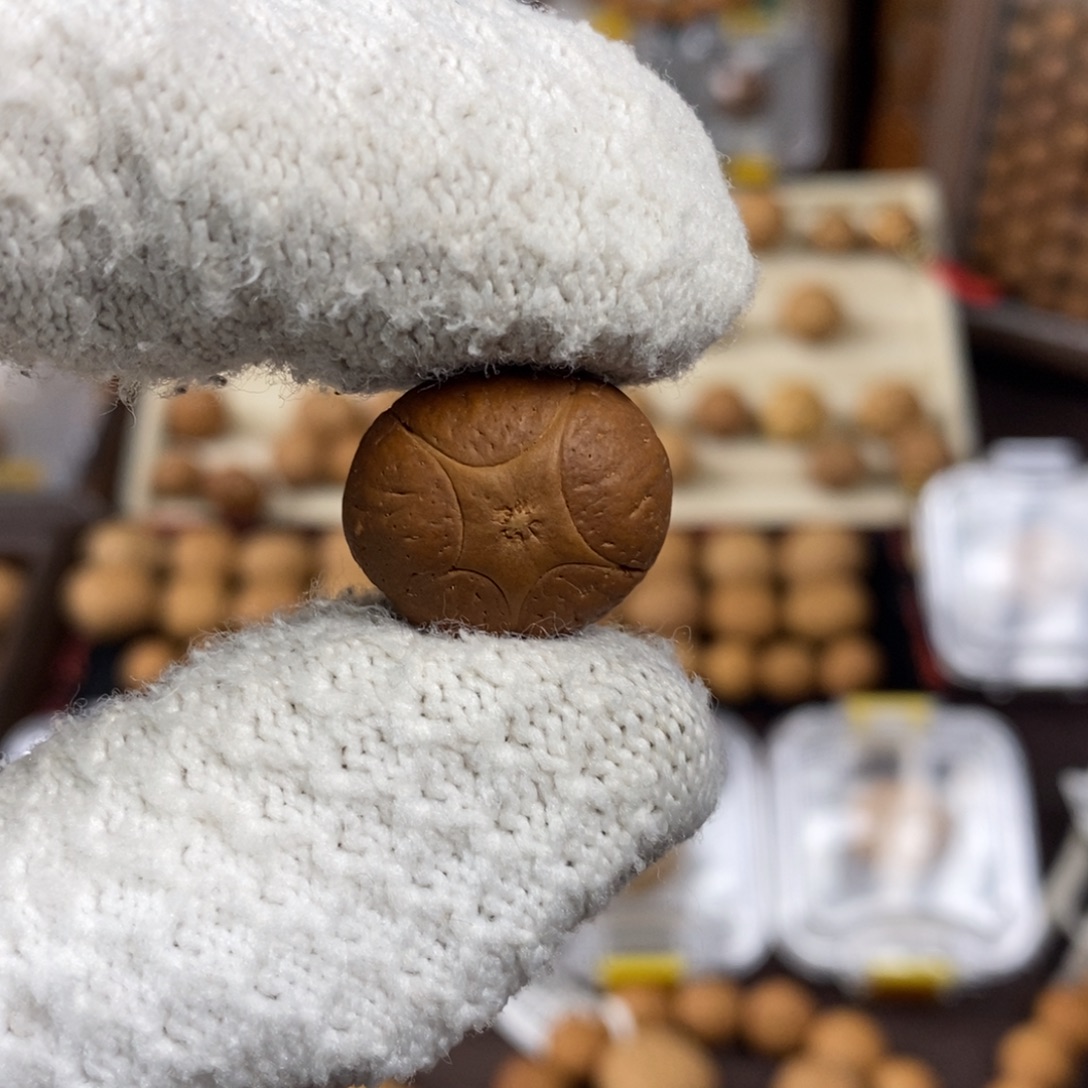 凤眼菩提吊坠19.6五星单颗