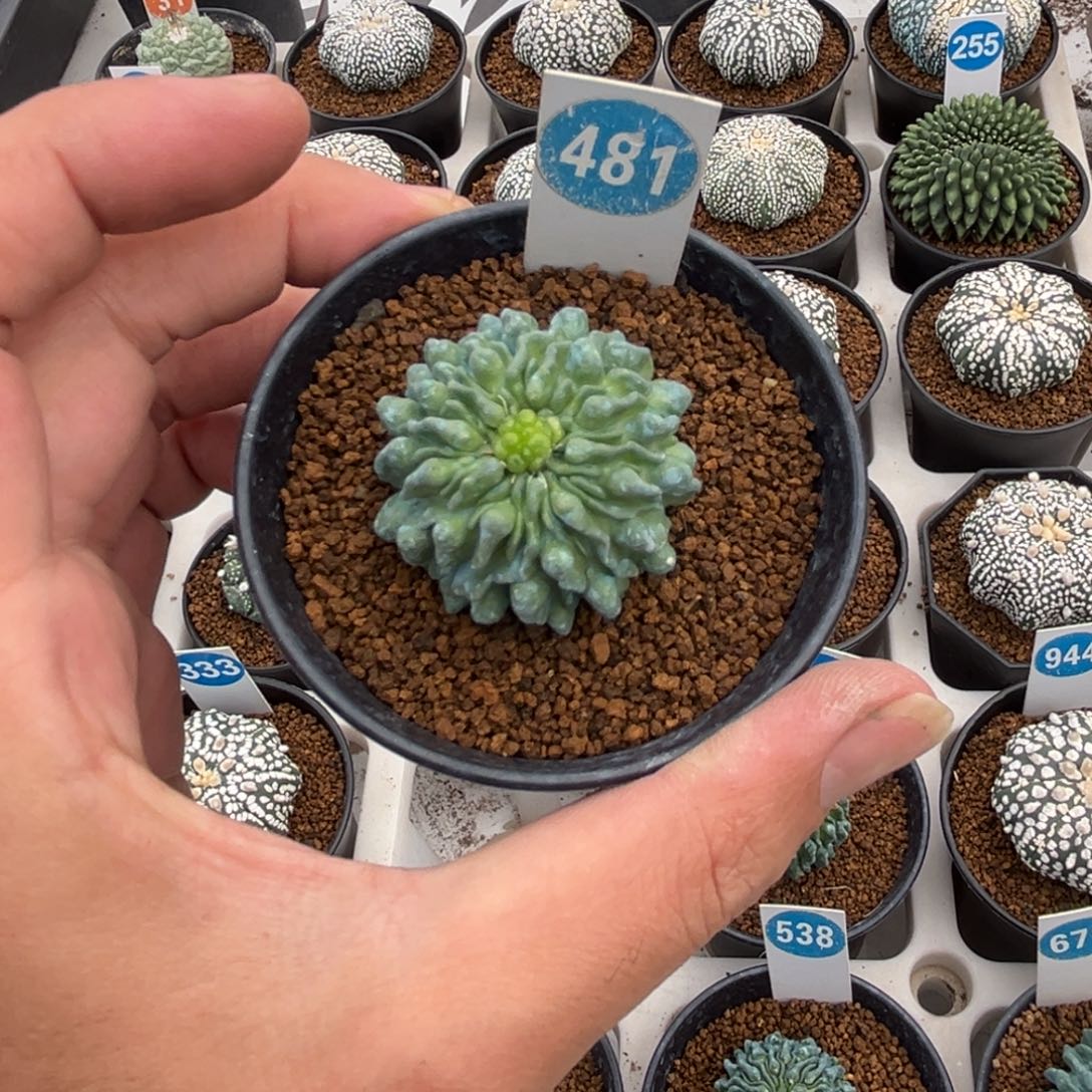 481蝌蚪球带盆带土