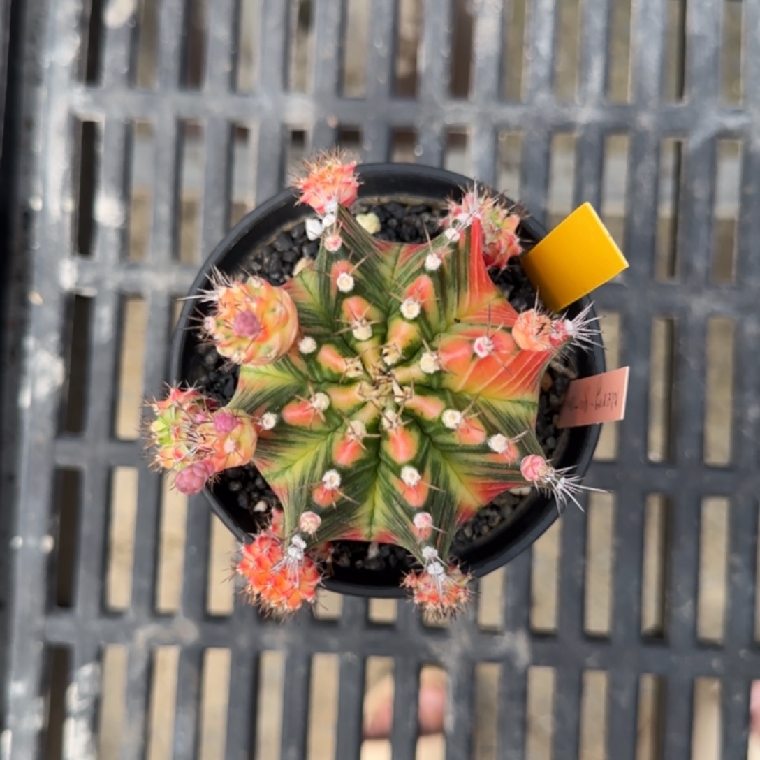 三***寿4-0103泰国发货多肉