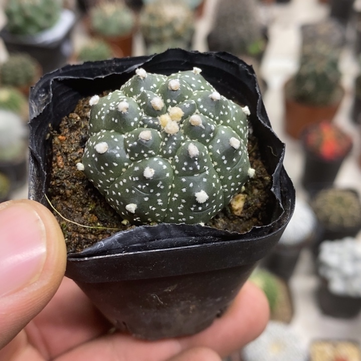 实生银纱龟甲兜特价