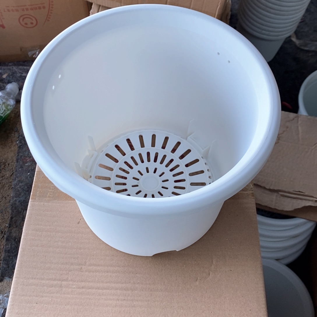 4个爱丽丝7号白色带托