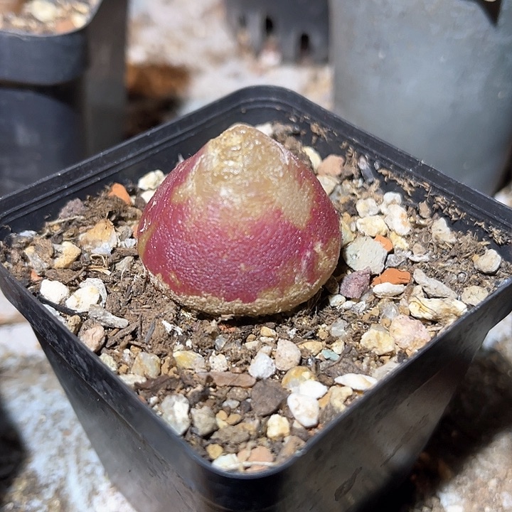 满38包邮2天凑单，脱土晾根发货多肉植物