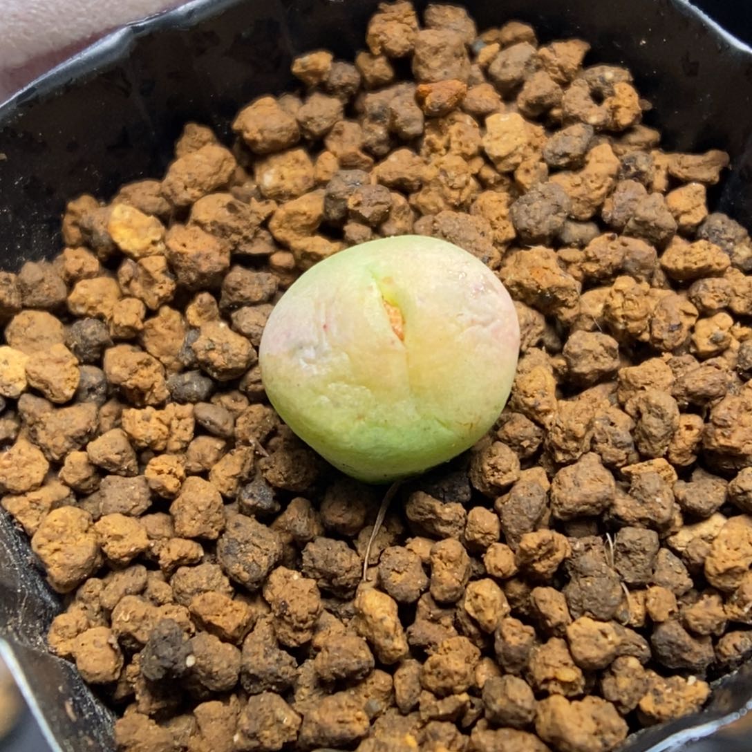 多肉植物肉锥杂交K-901（1.1）开播 嘴杂