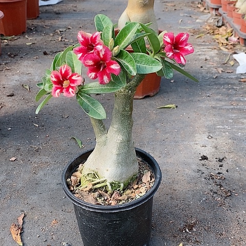 【闪购商品】无花朵新***鱼