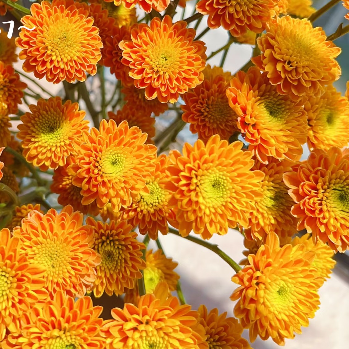 （乔尼）多头鲜花小菊家庭水养插花基地直发精品鲜