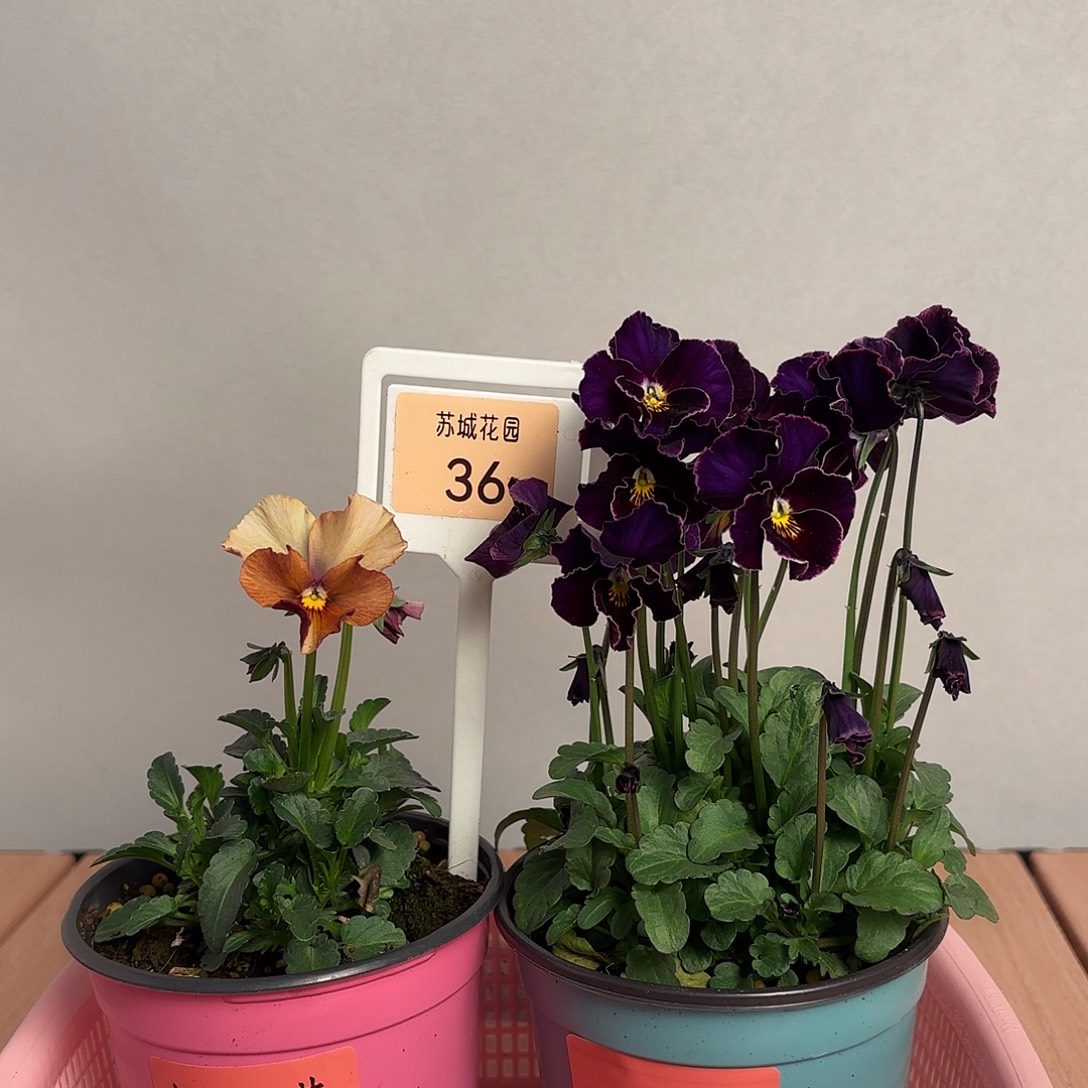 大部分开放少量花苞36