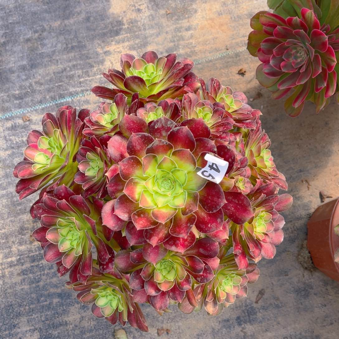 【闪购商品】韶华045多肉