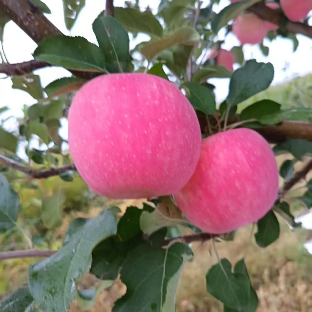 2025年头茬陕西红富士4.5-8.5斤新鲜脆甜
