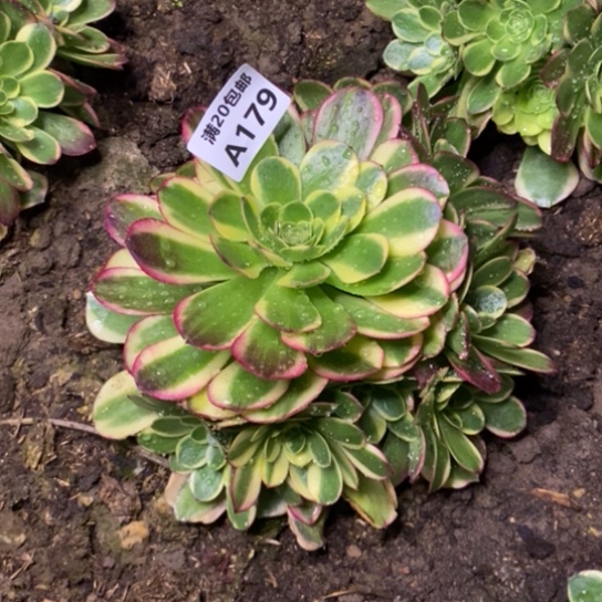 奶白179多肉植物