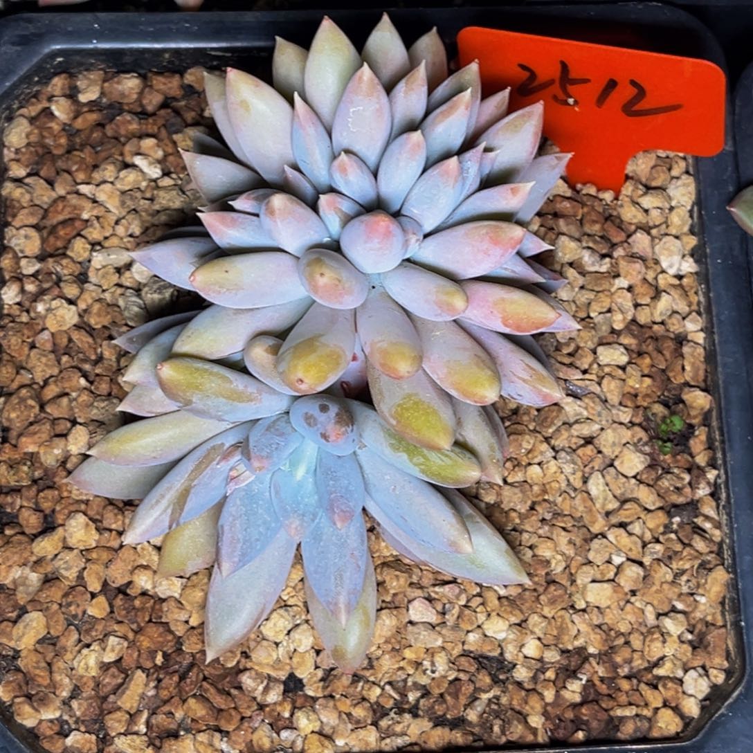 R**曼2512号晚上多肉植物群生多肉植物