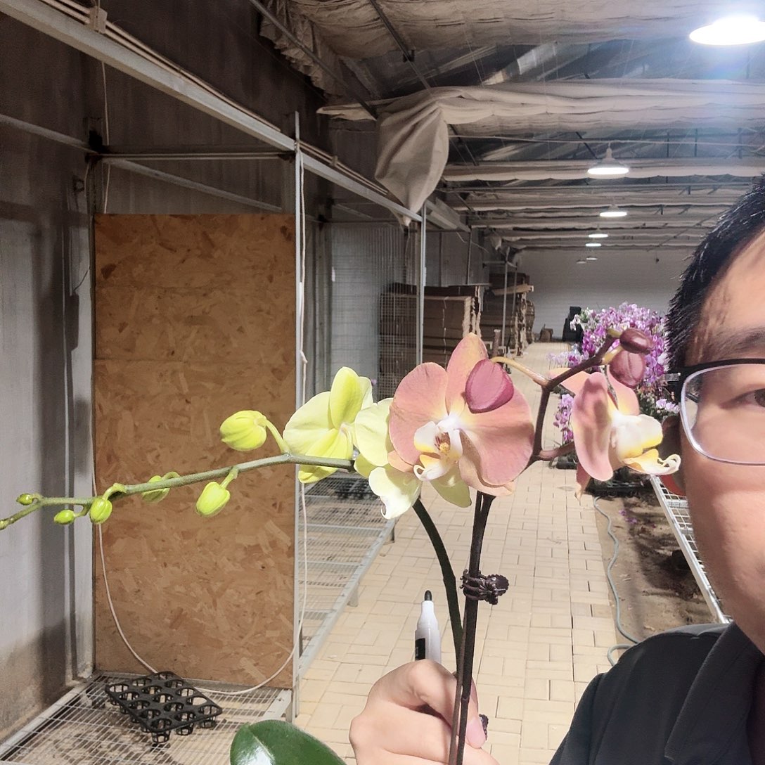 完全开放020柠檬派➕小鲑鱼