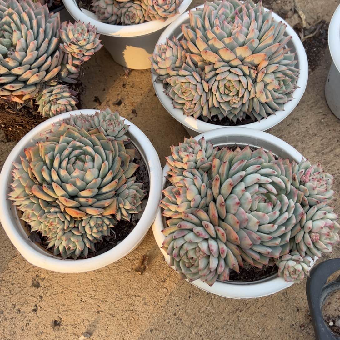 tp手捧多肉植物整桩