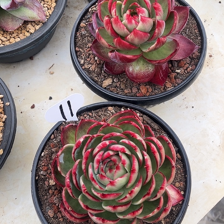 惊鸿仙子一物一拍，2颗