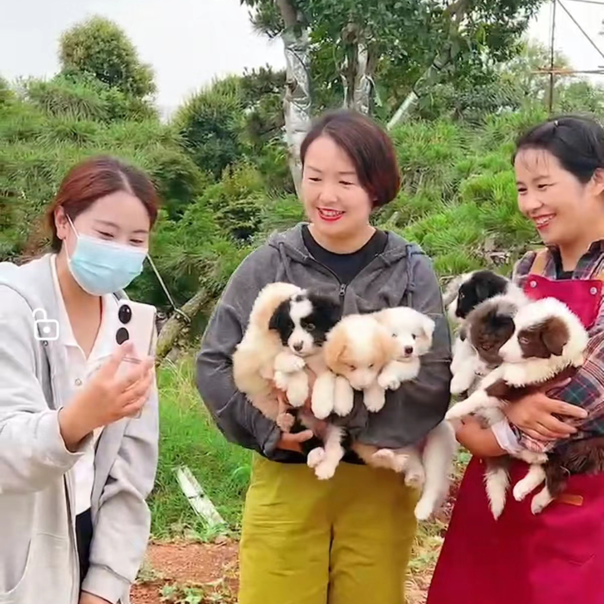 活体宠物幼犬幼猫售卖一宠一拍