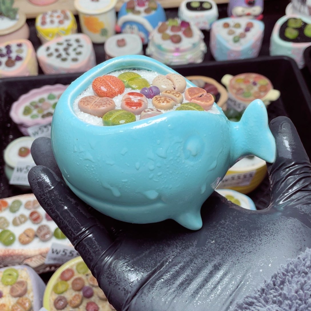 w5560--带盆土发货，零下地区拍保温箱