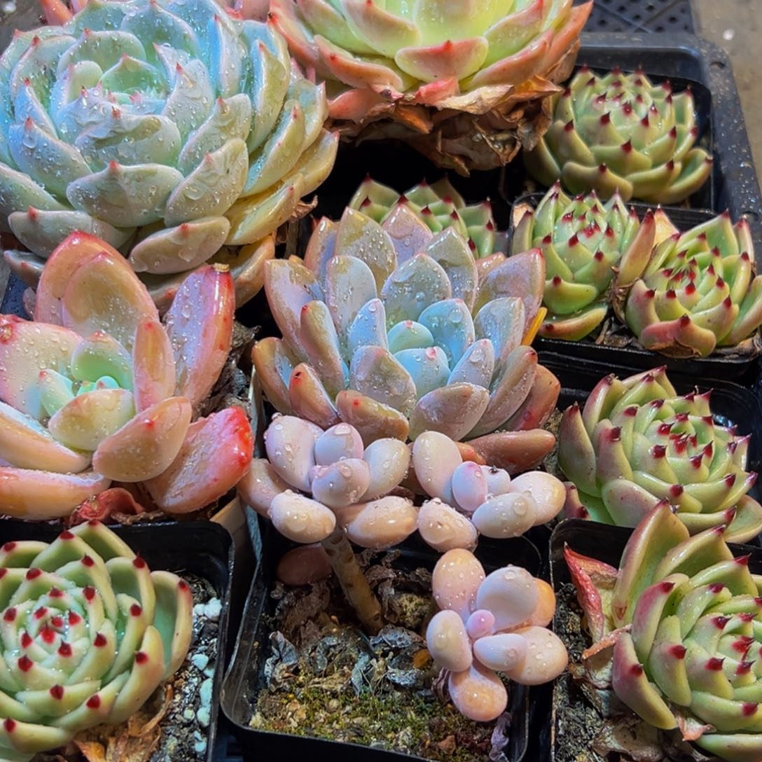 908多肉葡萄领导人物